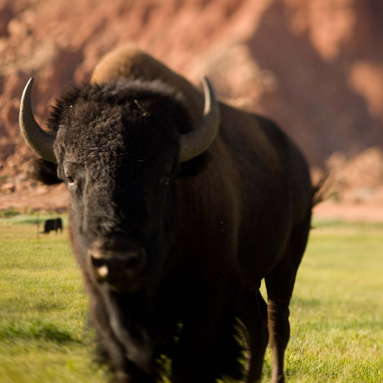 An American Bison staring into the camera