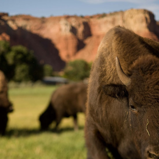 One of our bison stands in our front pasture