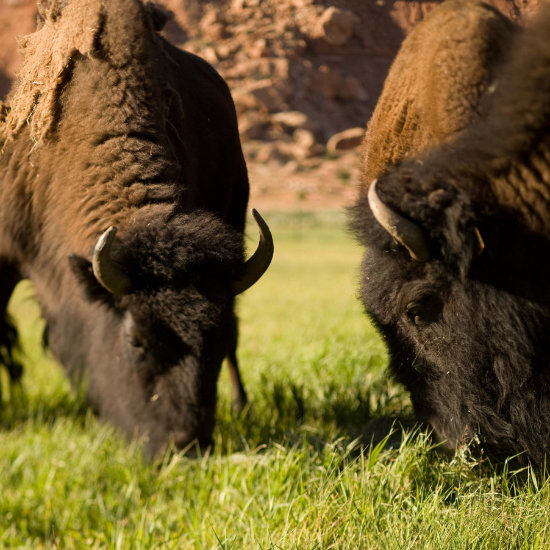 Several bison feed on grass