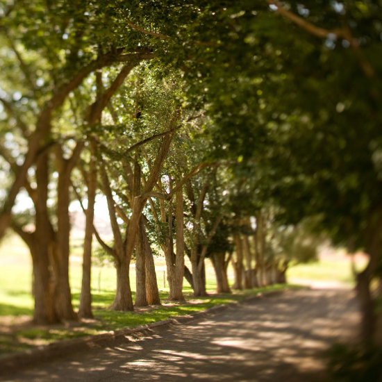 The Lodge's tree-lined driveway
