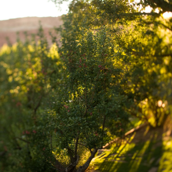 One of the fruit trees in our orchard