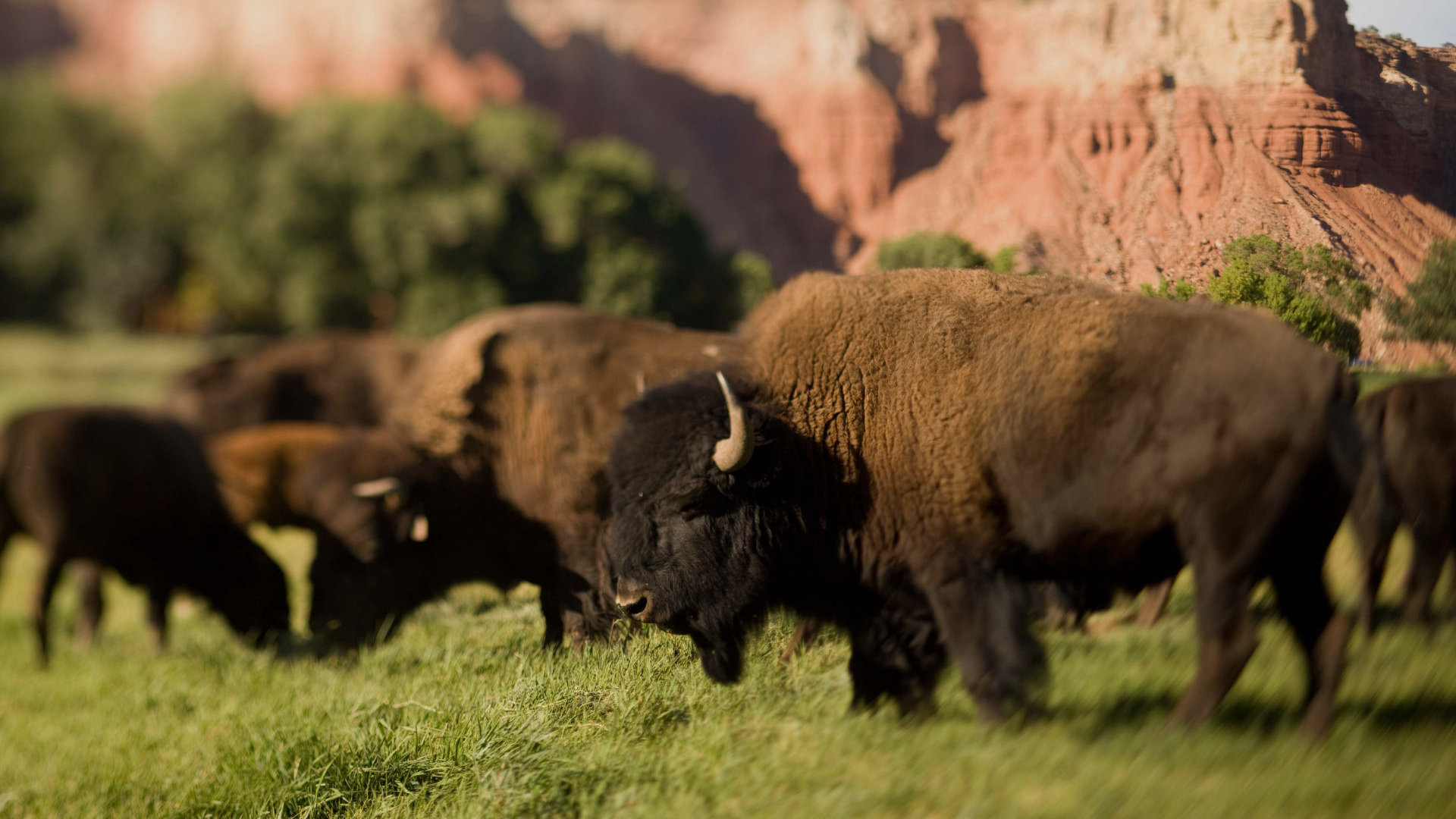 Fourth slide. Our herd of bison graze in the front pasture