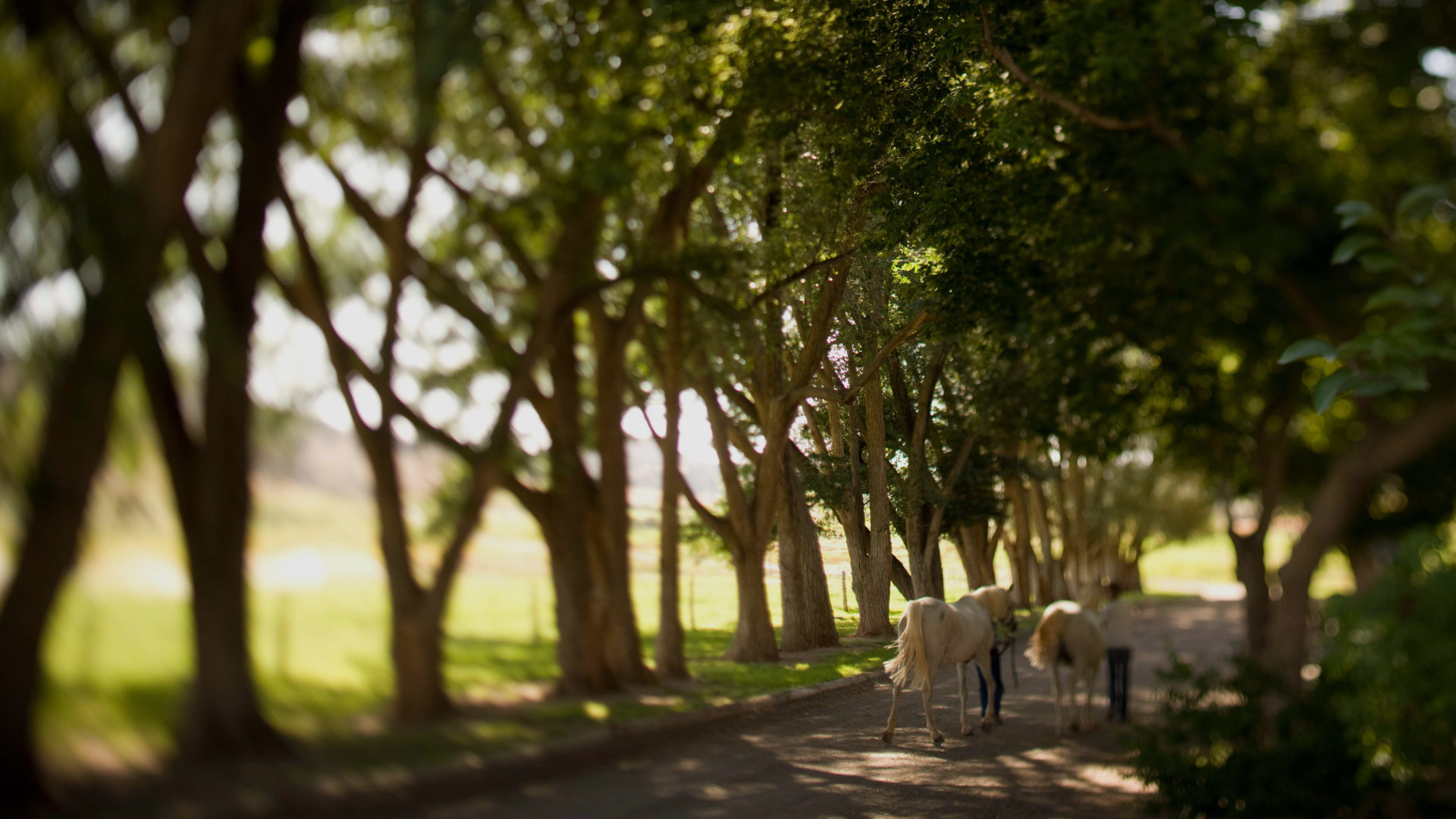 Second slide. Horses being walked along our tree-lined driveway