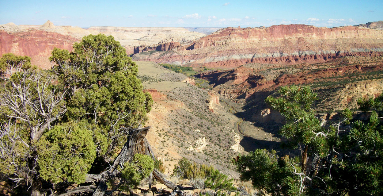 A canyon with pine trees in the foreground