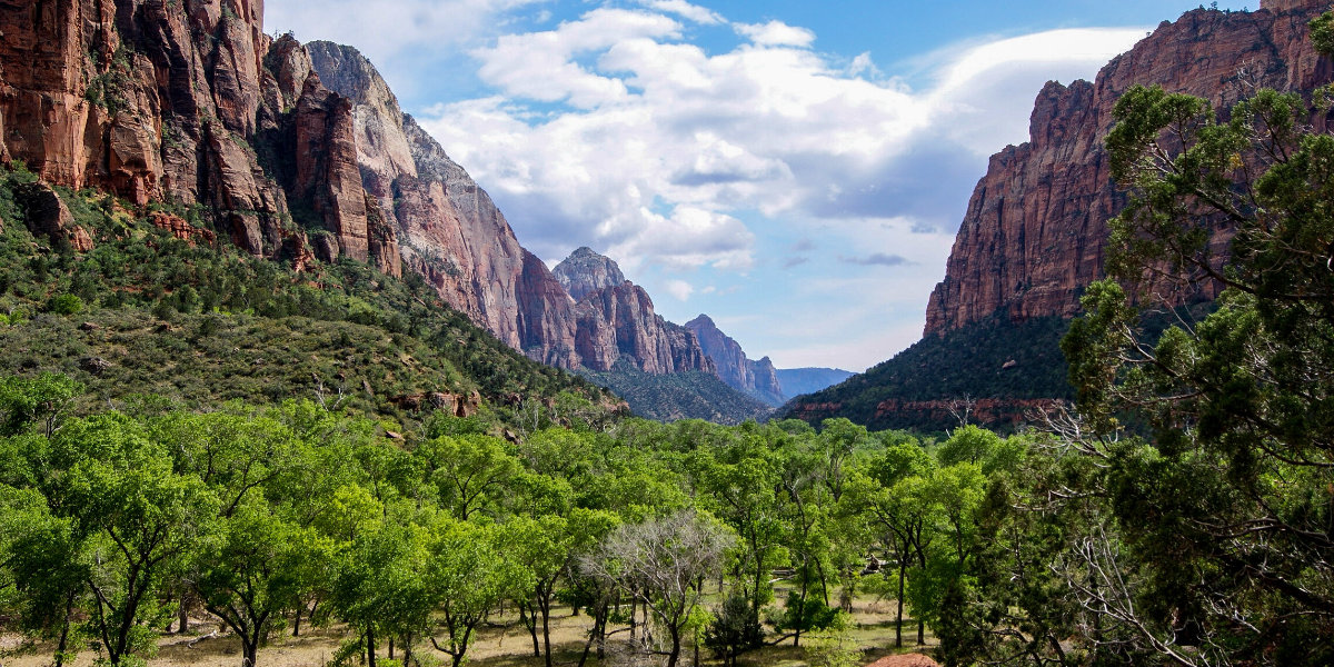 Trees and the zion canyon cliffs