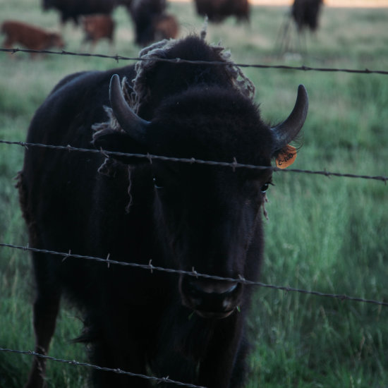 A bison calf, born in the spring