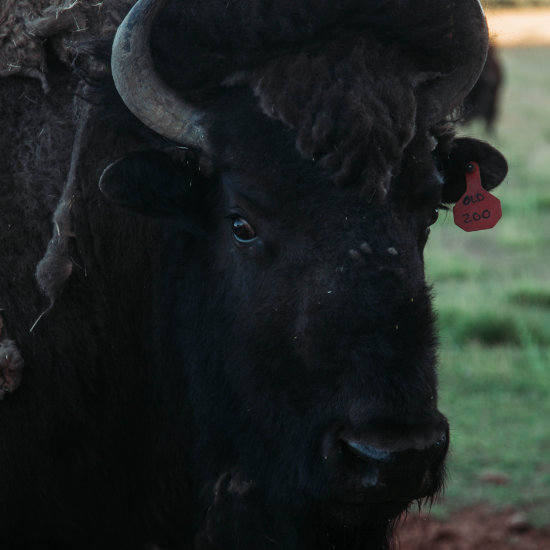 A close up of one of the bison's face
