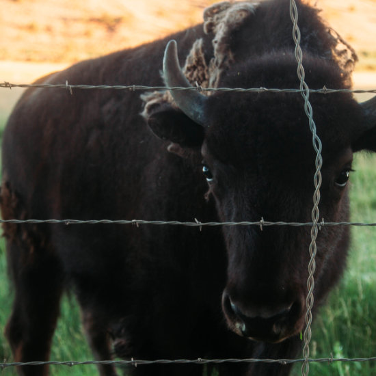 One of our bison looks through the fence