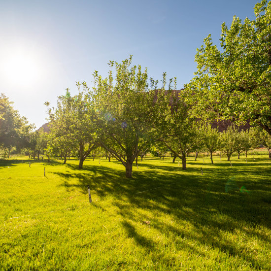 The lawn in front of the orchards