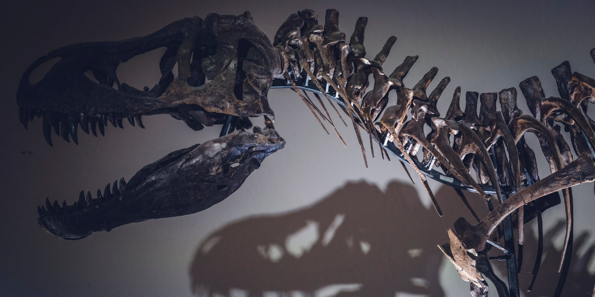 A t-rex fossil casts a shadow on a wall