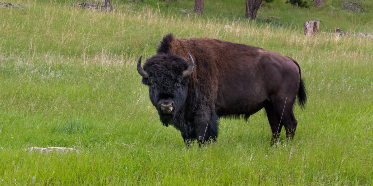 A bison in a pasture
