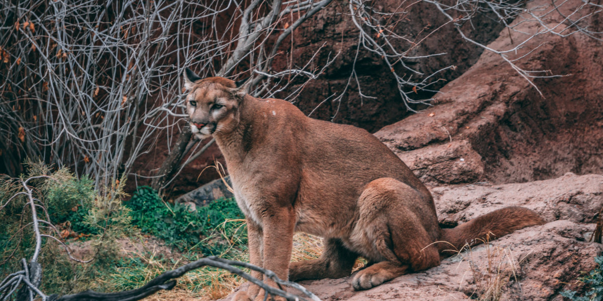 A cougar sits on red rocks