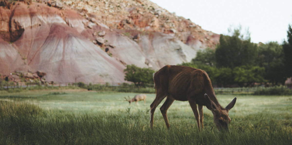 A deer grazing near red cliffs