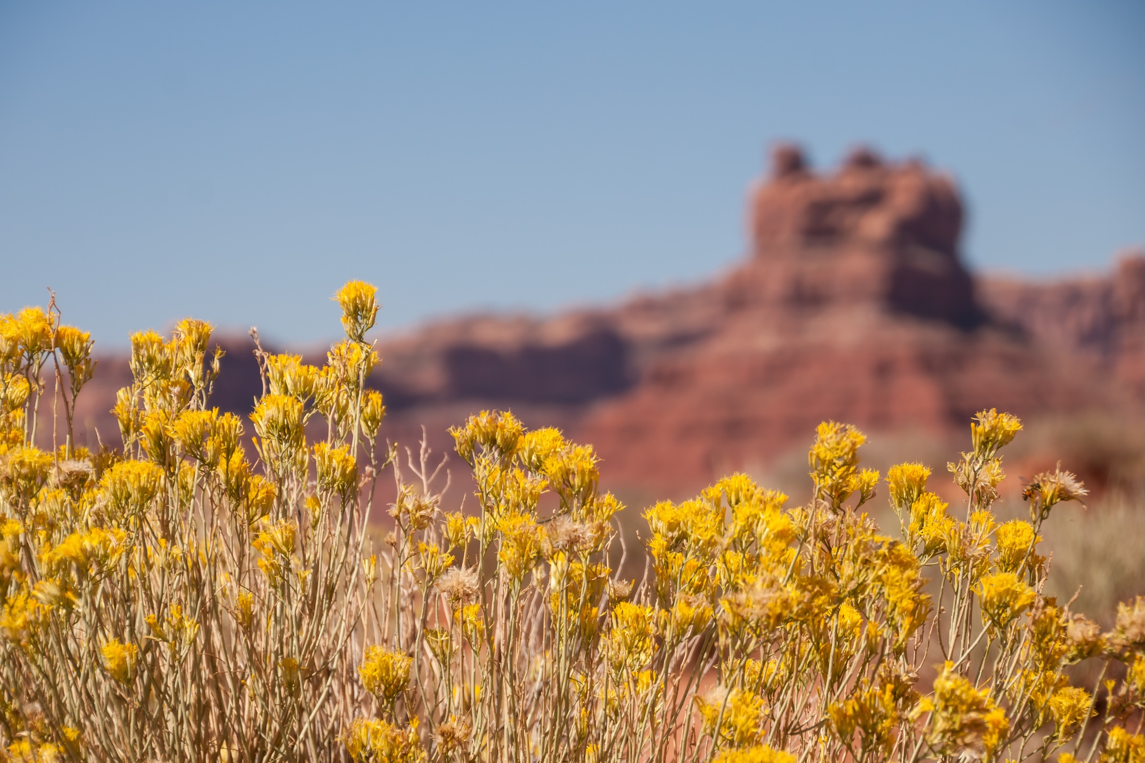 Close-up of early spring desert wildflowers blooming in Southern Utah