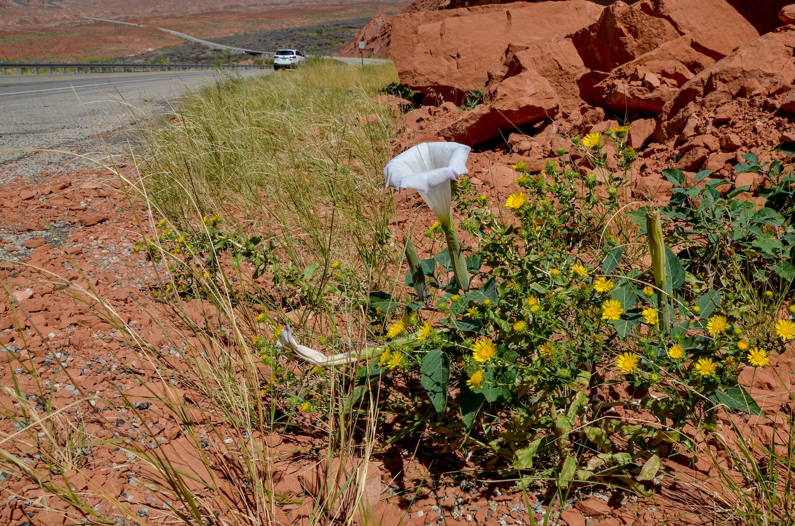 Early spring wildflowers beginning to bloom in Capitol Reef's desert landscape