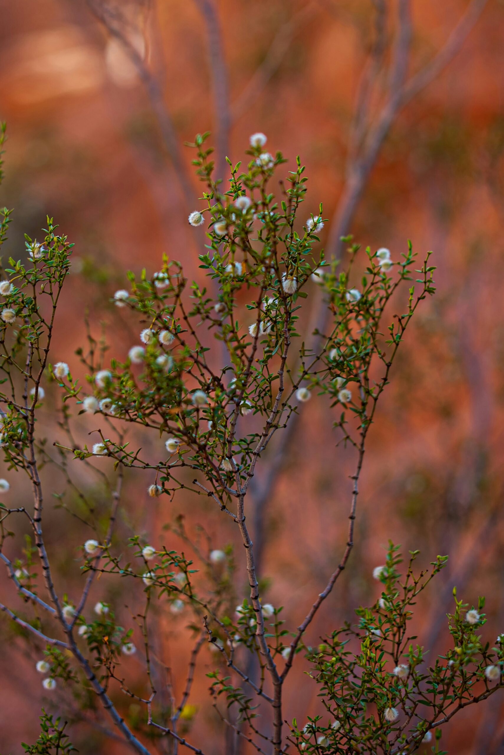 Fruit tree blossoms in spring