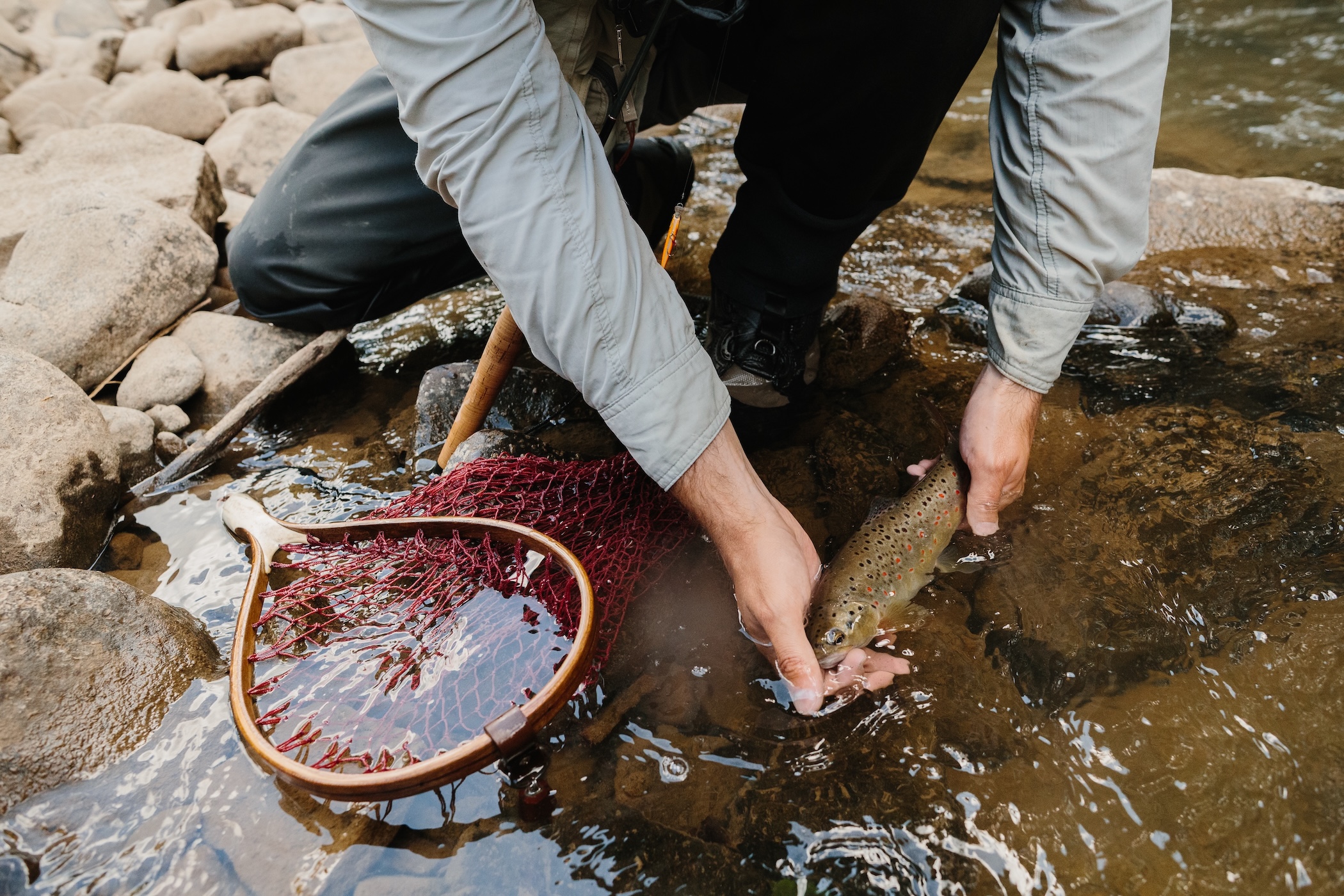 Brown trout held just above clear river water before release