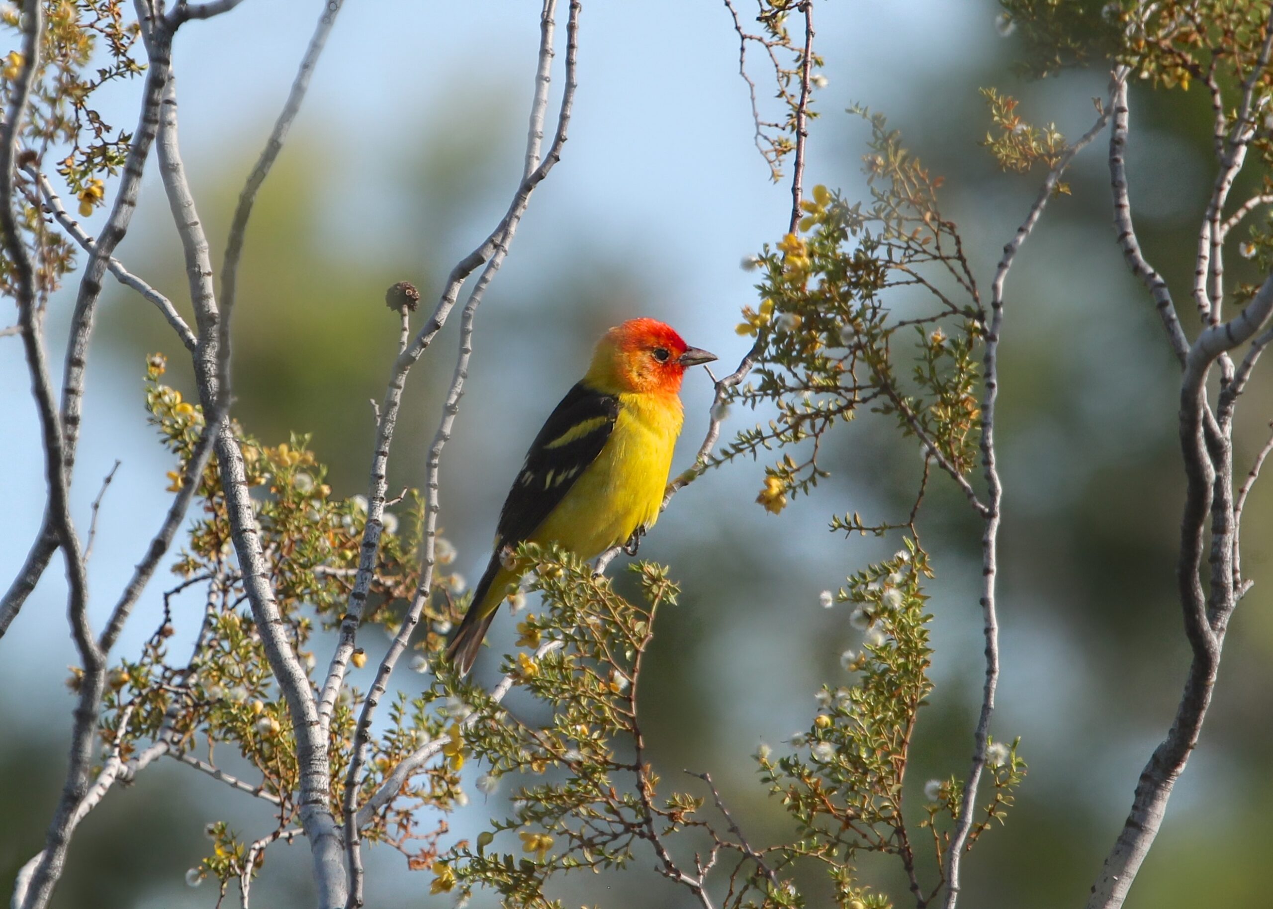 A western tanager perched in a tree