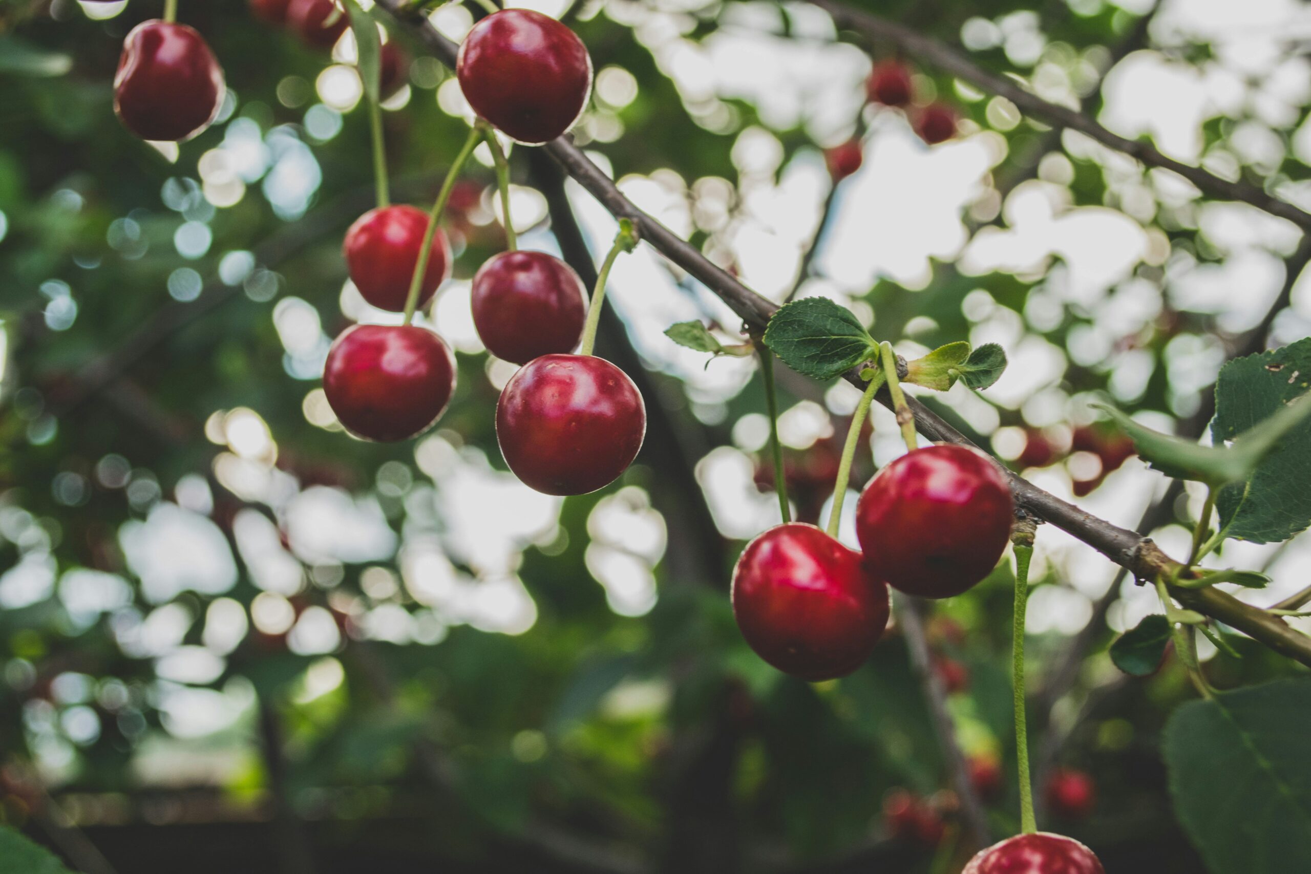 Red cherries growing on a tree in early summer
