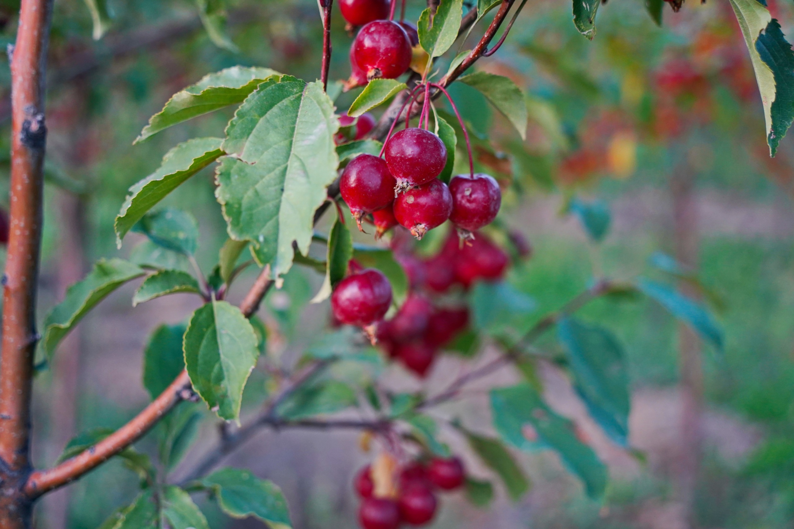 Fruit trees and red cliffs in the Fruita area of Capitol Reef National Park