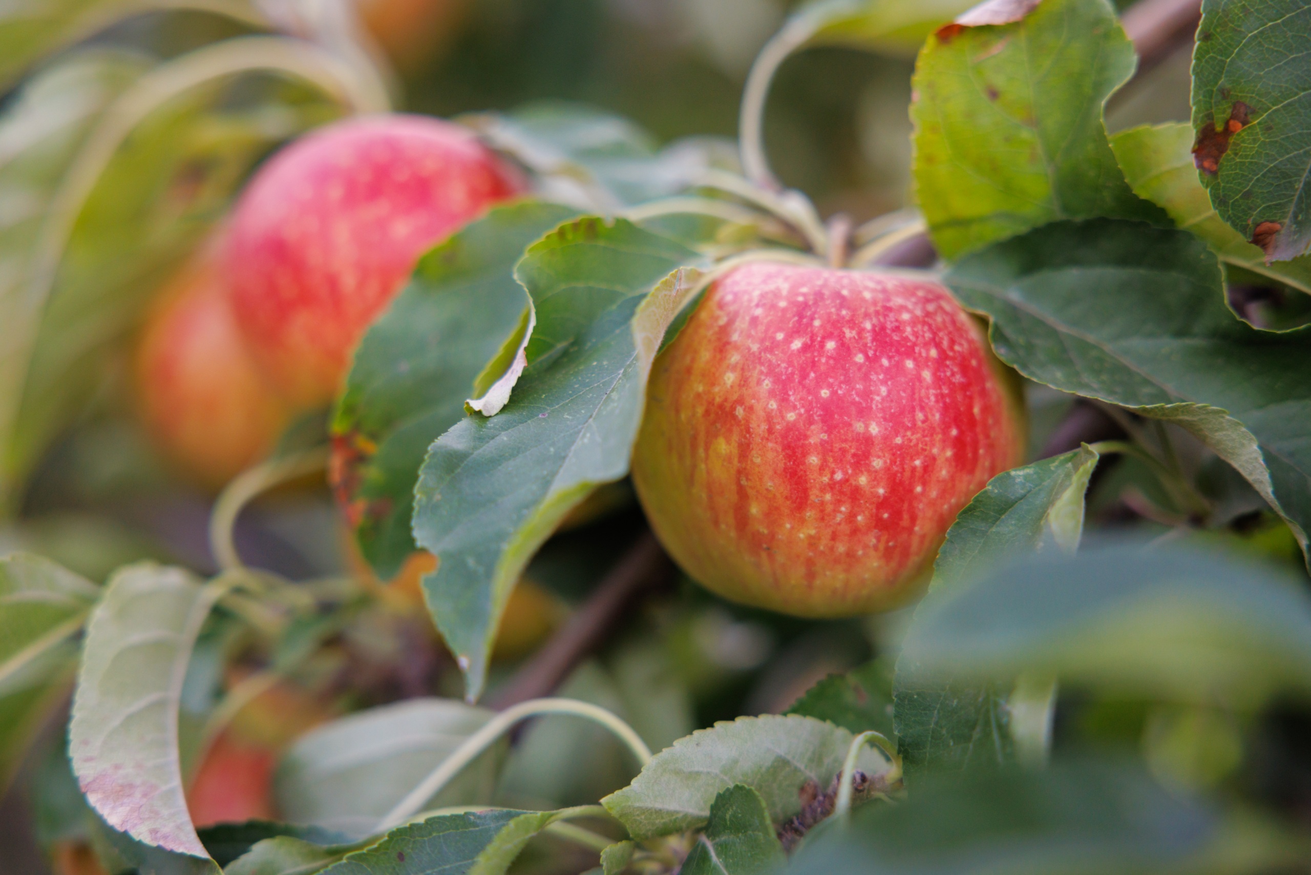 Apple trees in Fruita with Capitol Reef red rock behind them