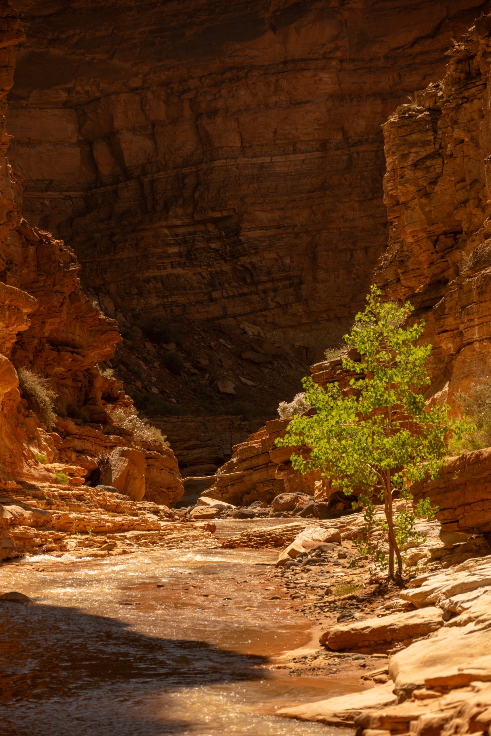 A desert canyon in Capitol Reef country after rain